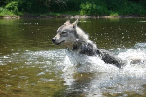 Wolfhund, Wolfalike