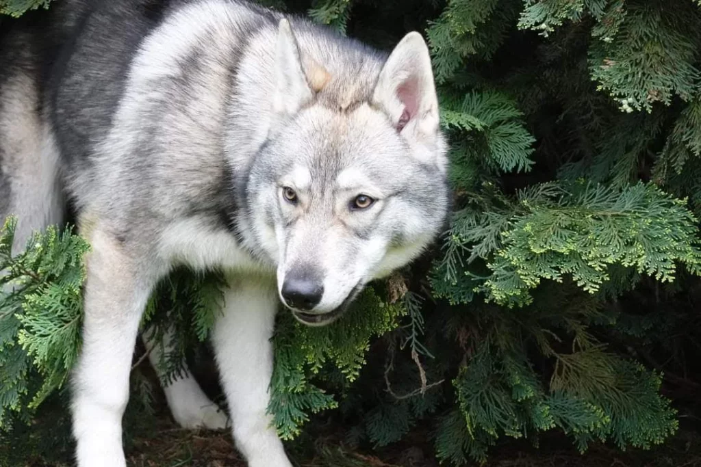 Wolfhund, Wolfalike