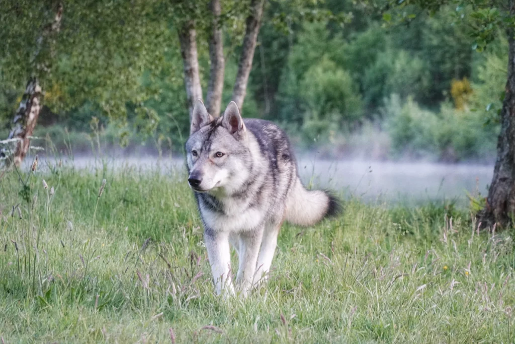 Wolfhund, Wolfalike