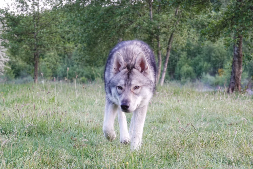 Wolfhund, Wolfalike
