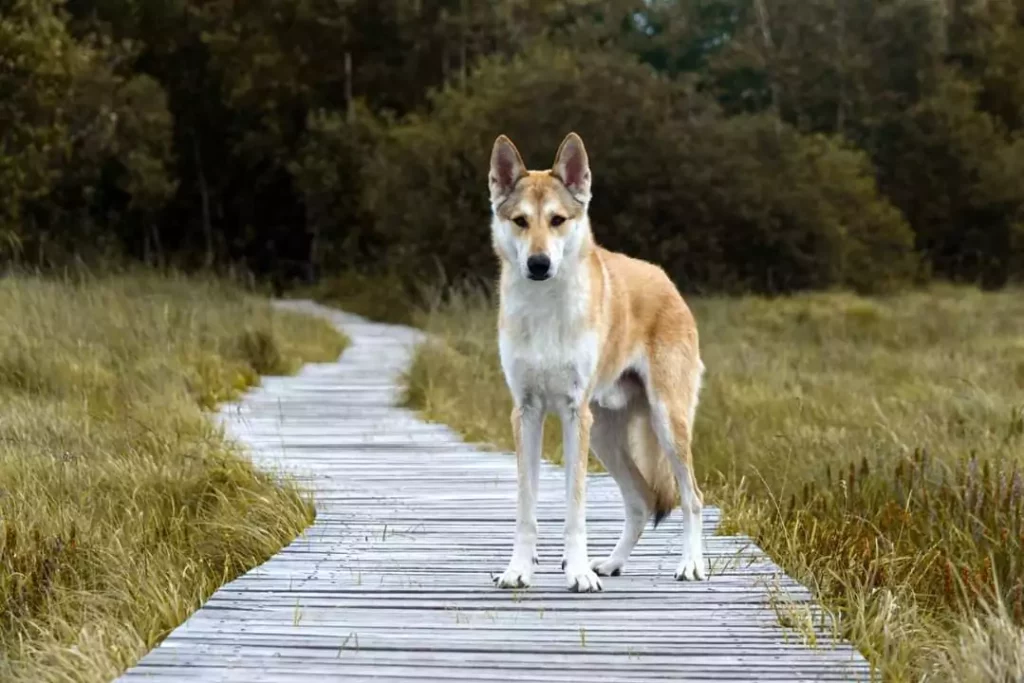 Wolfhund, Wolfalike