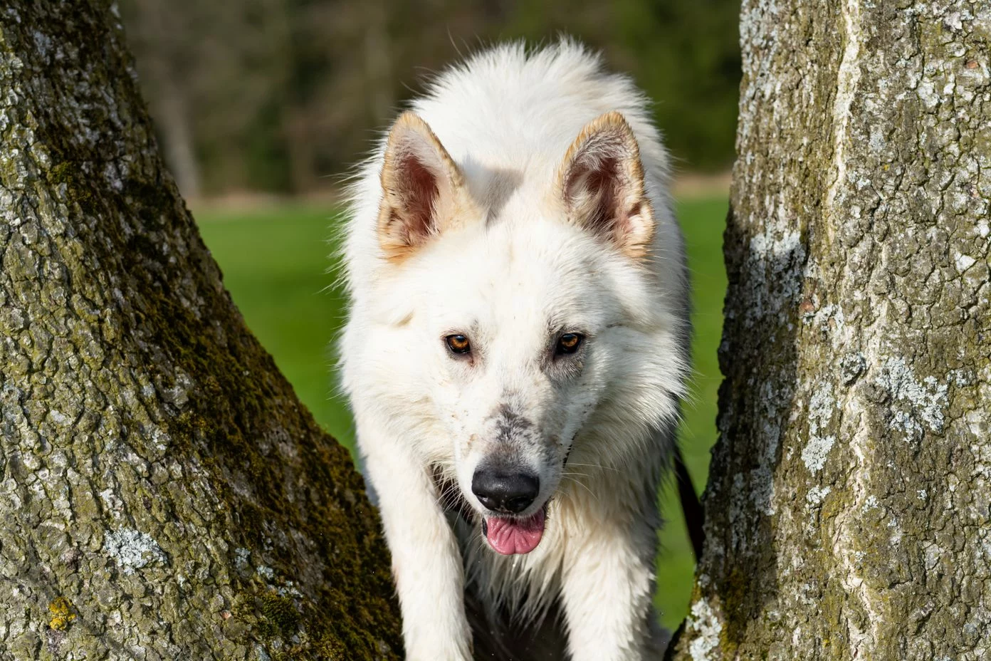 Berger Blanc Suisse Weißer Schweizer Schäferhund