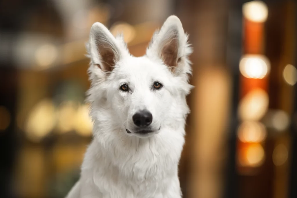 Berger Blanc Suisse Weißer Schweizer Schäferhund
