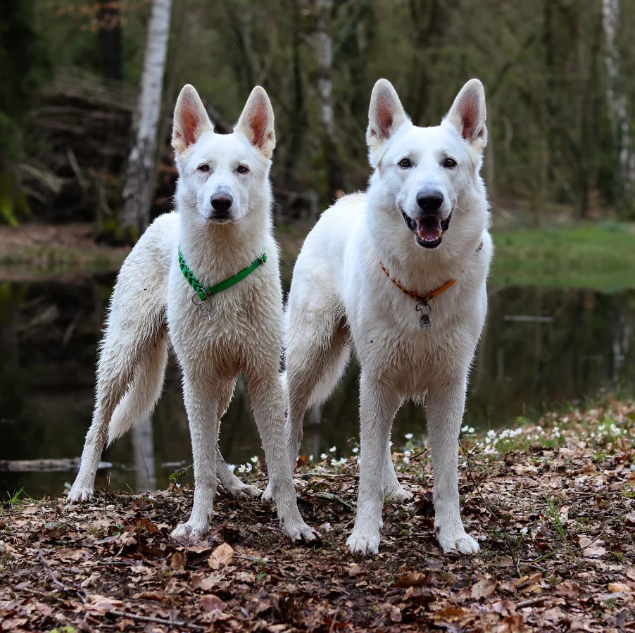 Berger Blanc Suisse Weißer Schweizer Schäferhund
