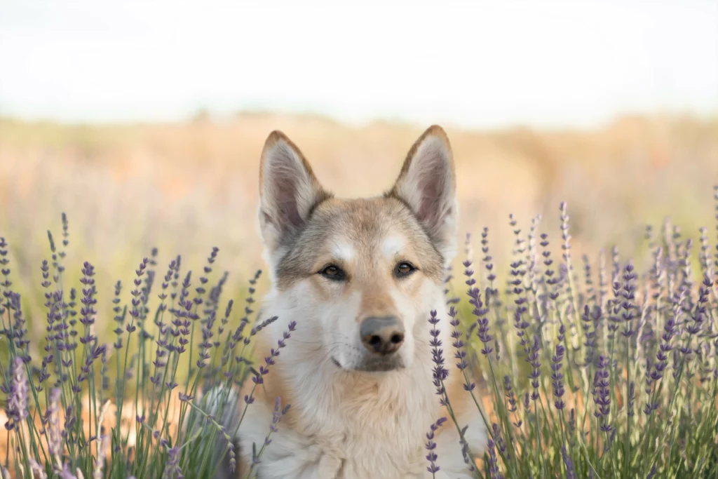 Wolfalike Wolfhund Fellfarben