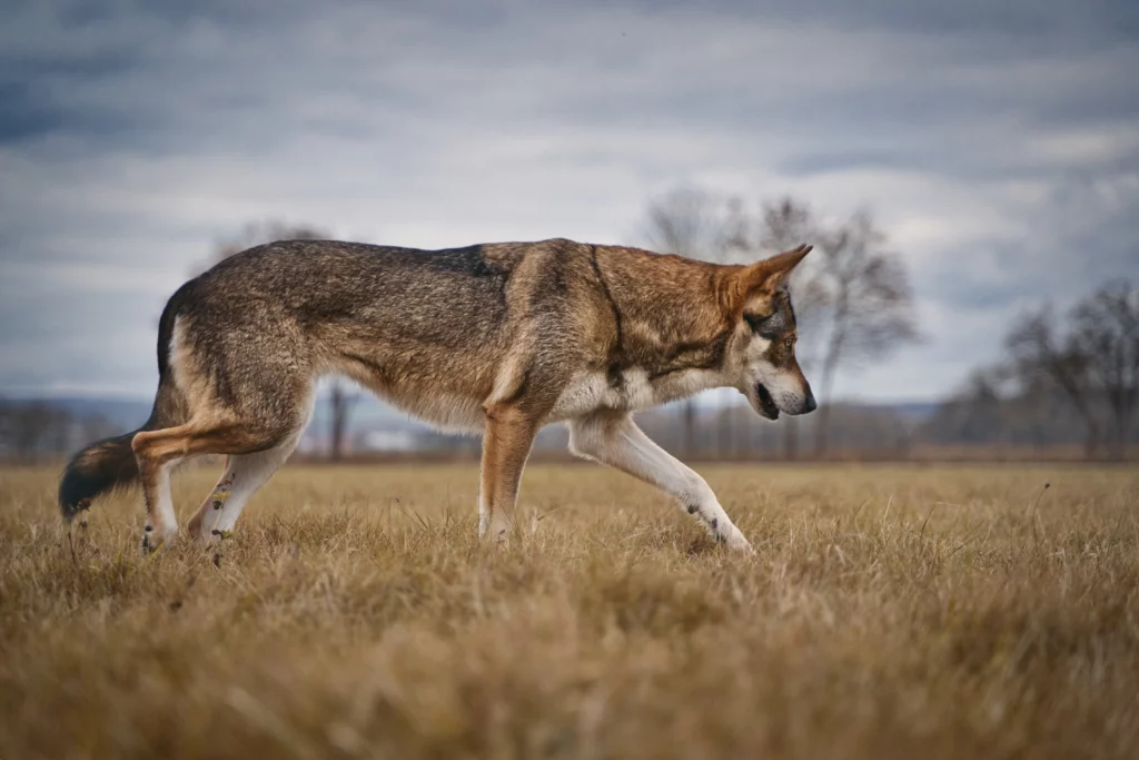 Shiva Wolfhund