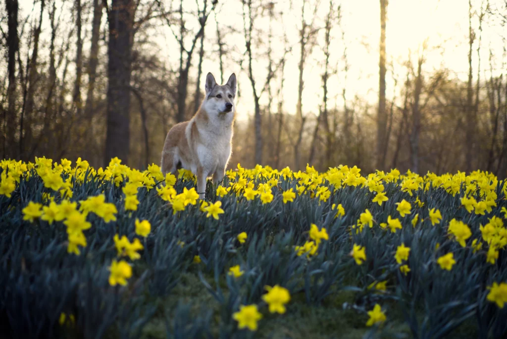Wolfhund, Wolfalike