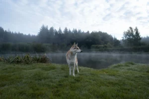 Wolfhund, Wolfalike
